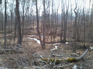 Whispering Woods, the location of the Rutgers University-Camden campus special topics course: Doing Archaeology in South Jersey.