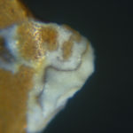 Example of microscopic usewear polish on a jasper graver from a site in the Middle Atlantic Region. 
